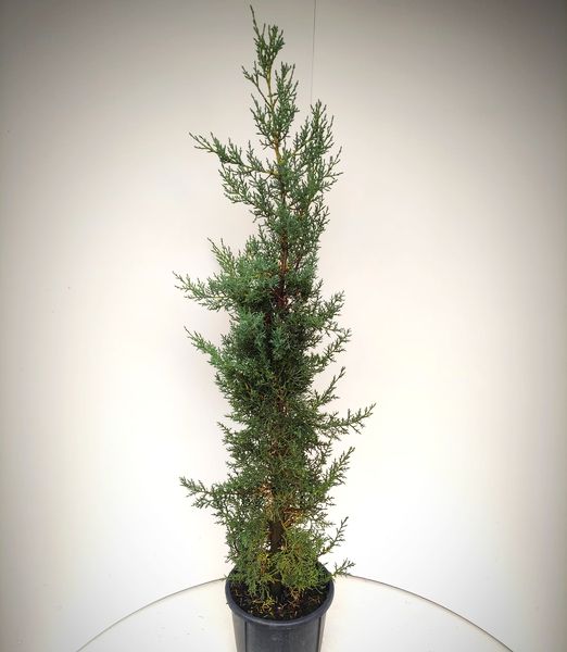 Cupressus arizonica 'Fastigiata' 100cm+